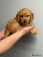 Cockapoo dogs - Advert 1