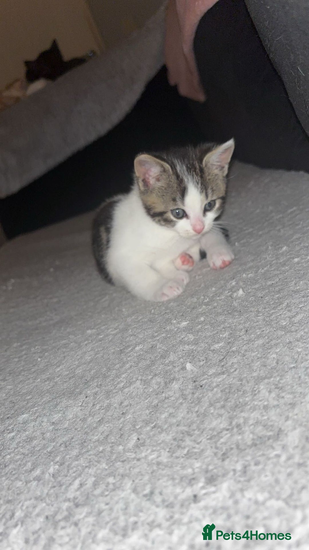 Mixed Breed cats for sale: Mixed breed kittens  - Advert 15