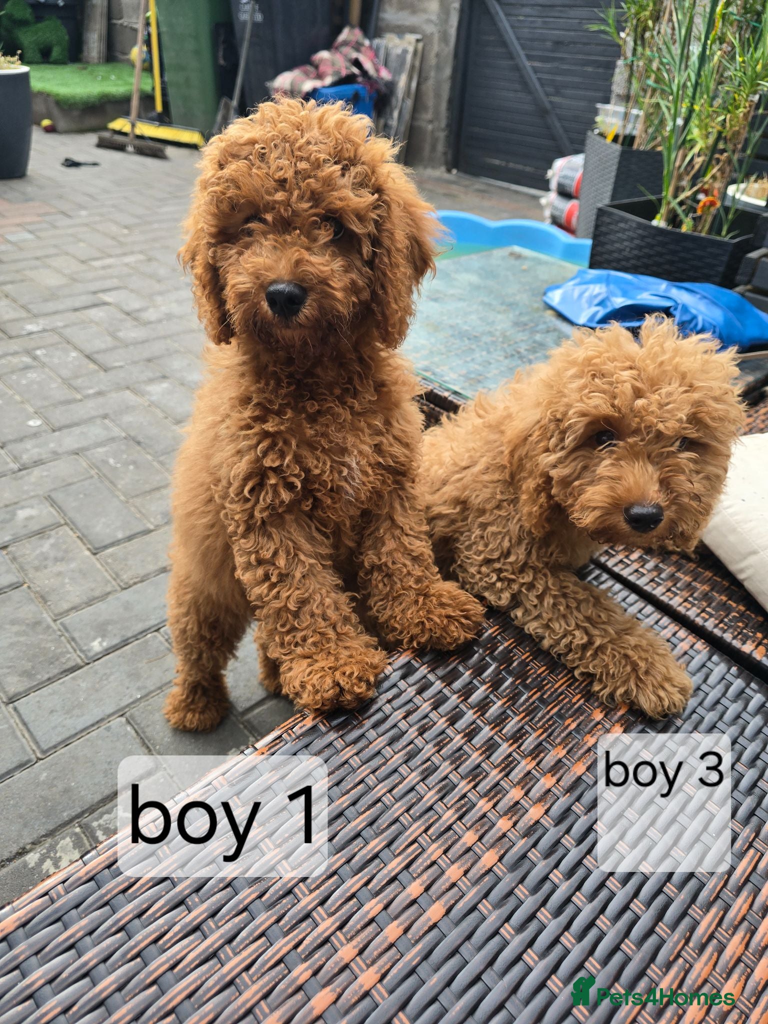 Cavapoo dogs BOYS ONLY cavapoo pups ready to leave  - Advert 2