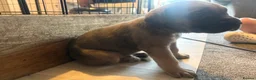 Cane Corso dogs for sale: Cane corso  - Advert 11