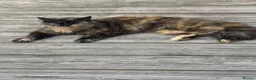 Mixed Breed cats for sale: Calico cat and two kittens for rehoming  - Advert 4