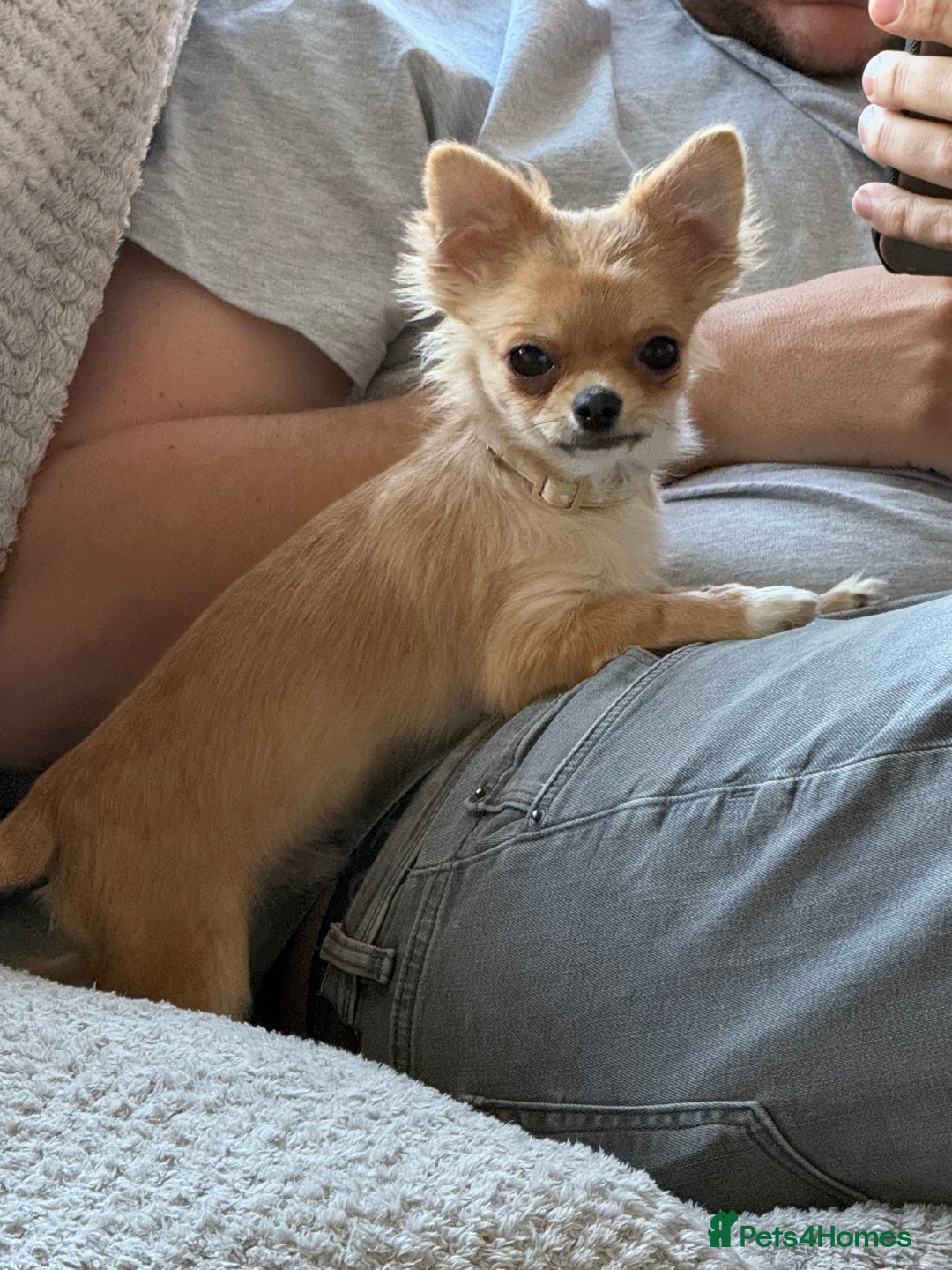 Chihuahua dogs for sale: Last show quality KC long coat Boy  - Advert 21