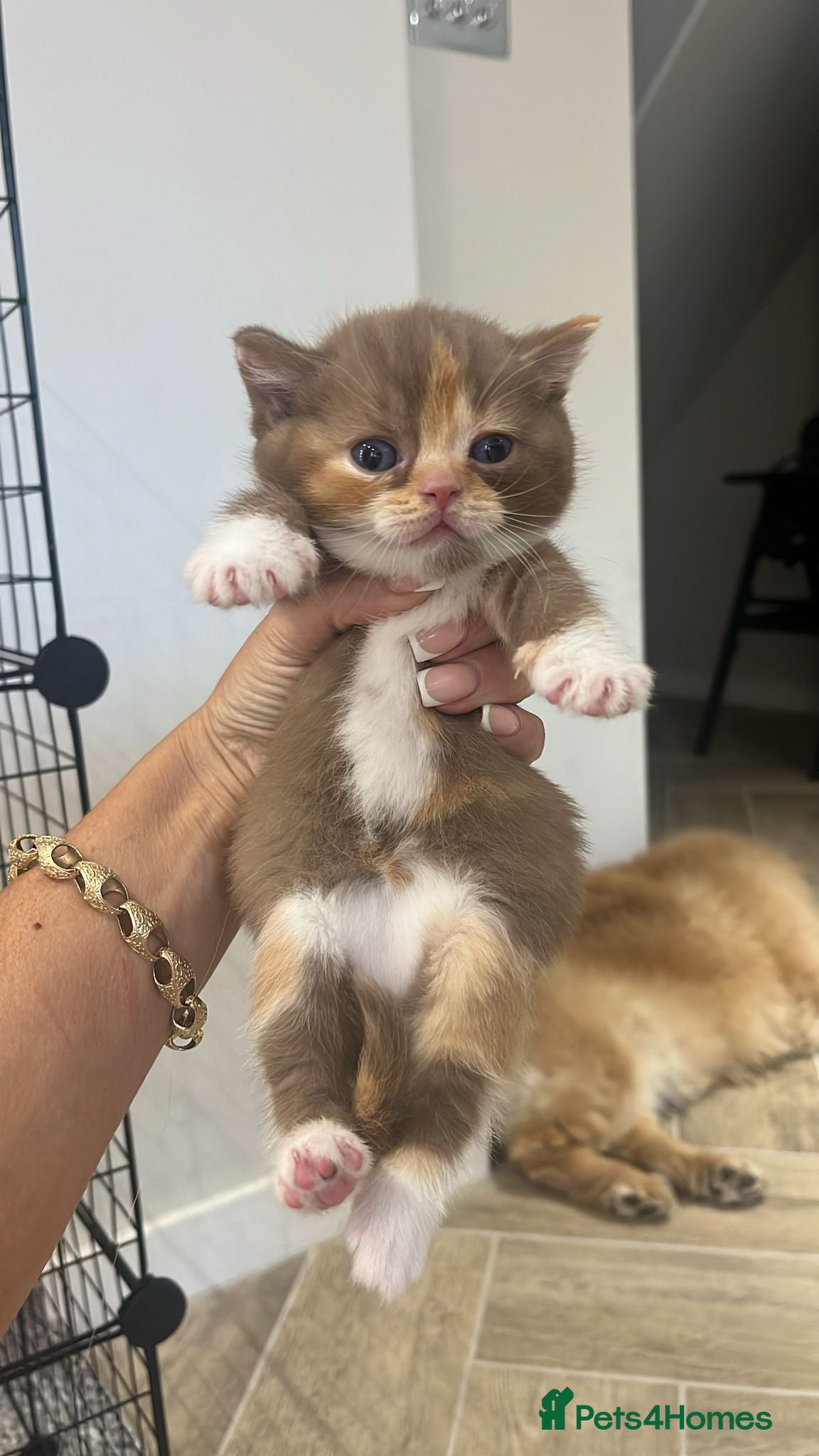 British Shorthair cats for sale: 🏆Gccf Cinnamon tortie Fawn Red bi colour 🏆 - Advert 7