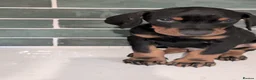 Dobermann dogs for sale: Ready now KC reg Beautiful doberman pups, 4 girls  - Advert 10