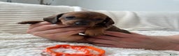 Dachshund dogs for sale: Beautiful Standard Dachshund Puppies - Advert 8