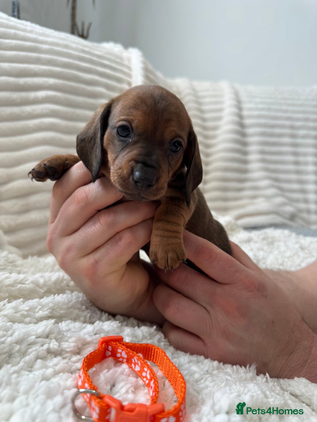 Dachshund dogs for sale: Beautiful Standard Dachshund Puppies - Advert 8