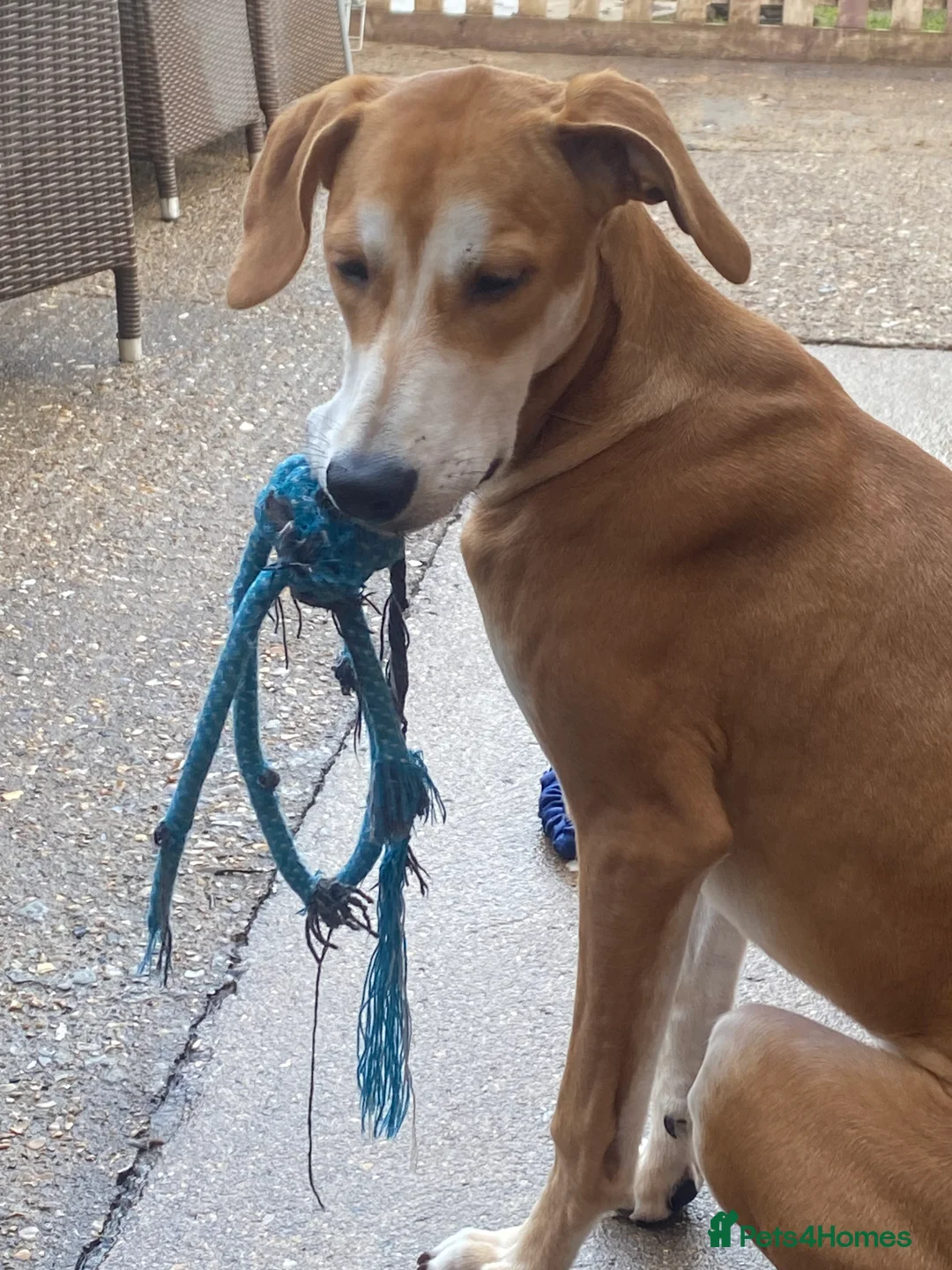 Mixed Breed dogs for sale: Beautiful pup  - Advert 14