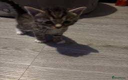 Domestic Shorthair cats for sale: Blue/Brown/Black Tabbies (DSH) - Image 6