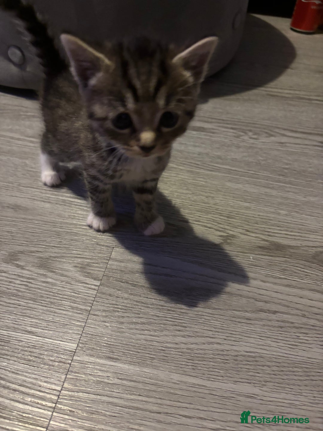 Domestic Shorthair cats for sale: Blue/Brown/Black Tabbies (DSH) - Image 6