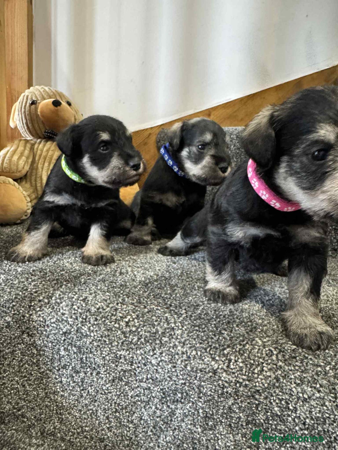 Miniature Schnauzer dogs for sale: Miniature Schnauzer Puppies KC/BVA/MAC Tested - Image 18