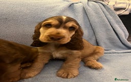 Cocker Spaniel dogs for sale: ADORABLE KC REG SHOW TYPE COCKER SPANIEL PUPPIES - Image 27