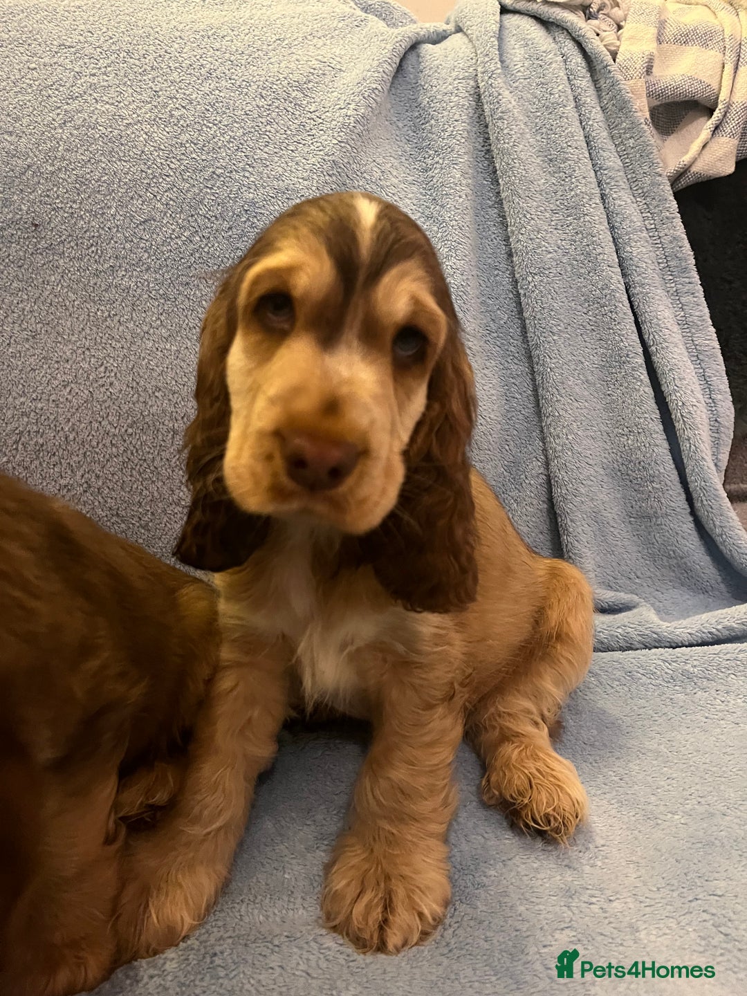 Cocker Spaniel dogs for sale: ADORABLE KC REG SHOW TYPE COCKER SPANIEL PUPPIES - Image 27