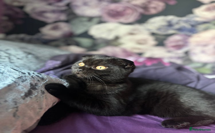 Scottish Fold cats - Advert 3