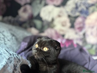 Scottish Fold cats - Advert 1