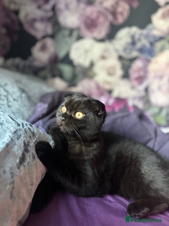 Scottish Fold cats - Advert 10