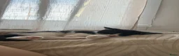 Mixed Breed cats for sale: Snowshoe kittens  - Advert 5
