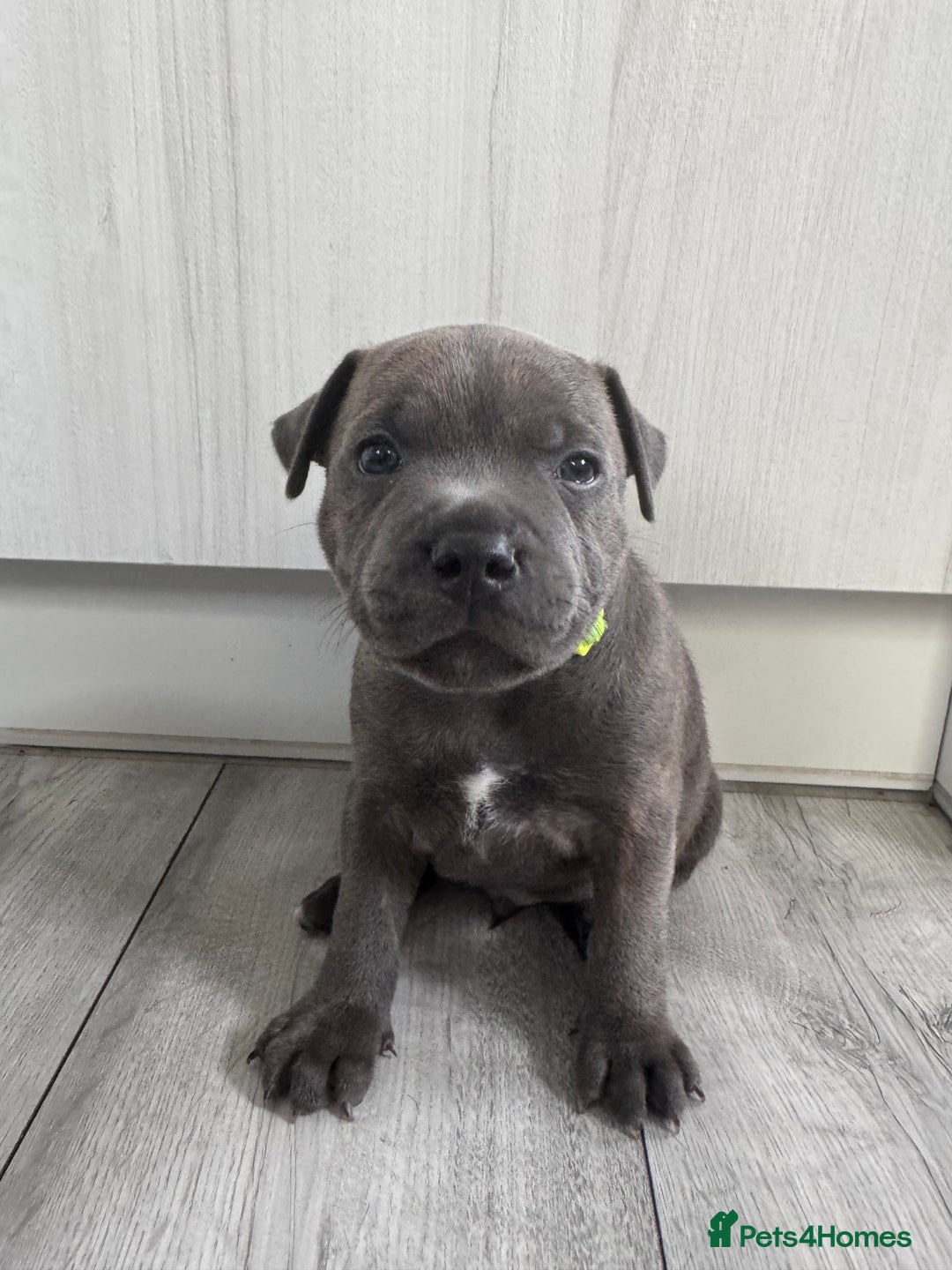 Staffordshire Bull Terrier dogs for sale: Pedigree blue kc reg staffordshire bull terrier  - Image 2