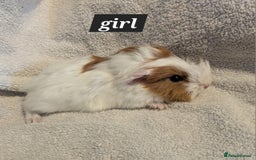 Guinea Pig rodents for sale: Baby sheltie and texel guineapigs  - Advert 6