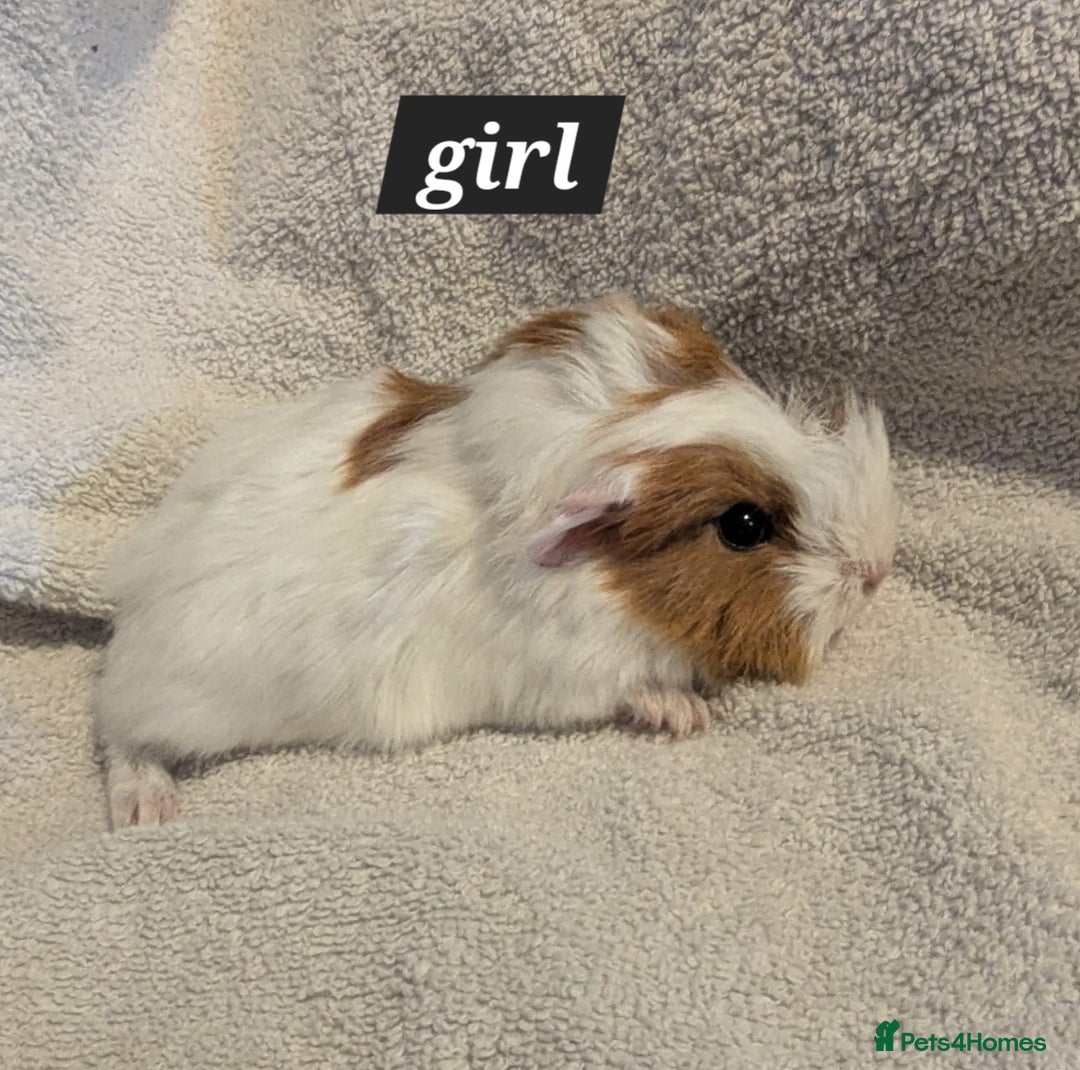 Guinea Pig rodents for sale: Baby sheltie and texel guineapigs  - Advert 6