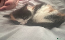 Mixed Breed cats for sale: Calio Kitten Female 2 Months Old - Image 7