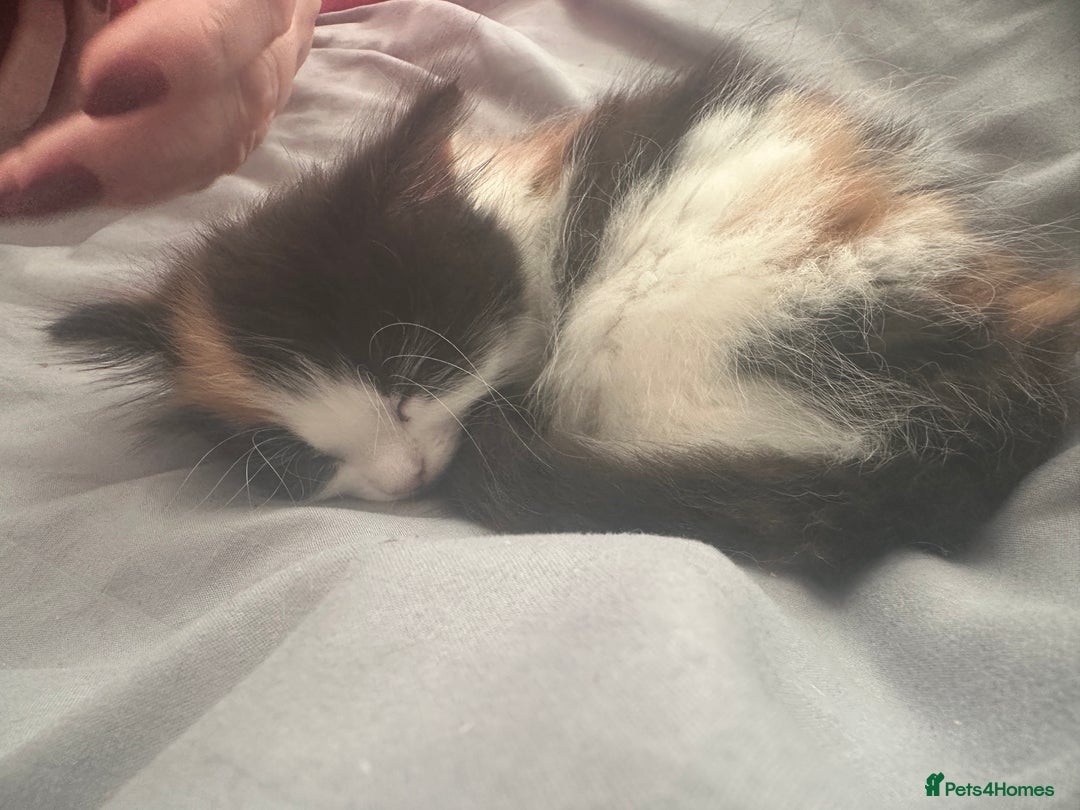 Mixed Breed cats for sale: Calio Kitten Female 2 Months Old - Image 7