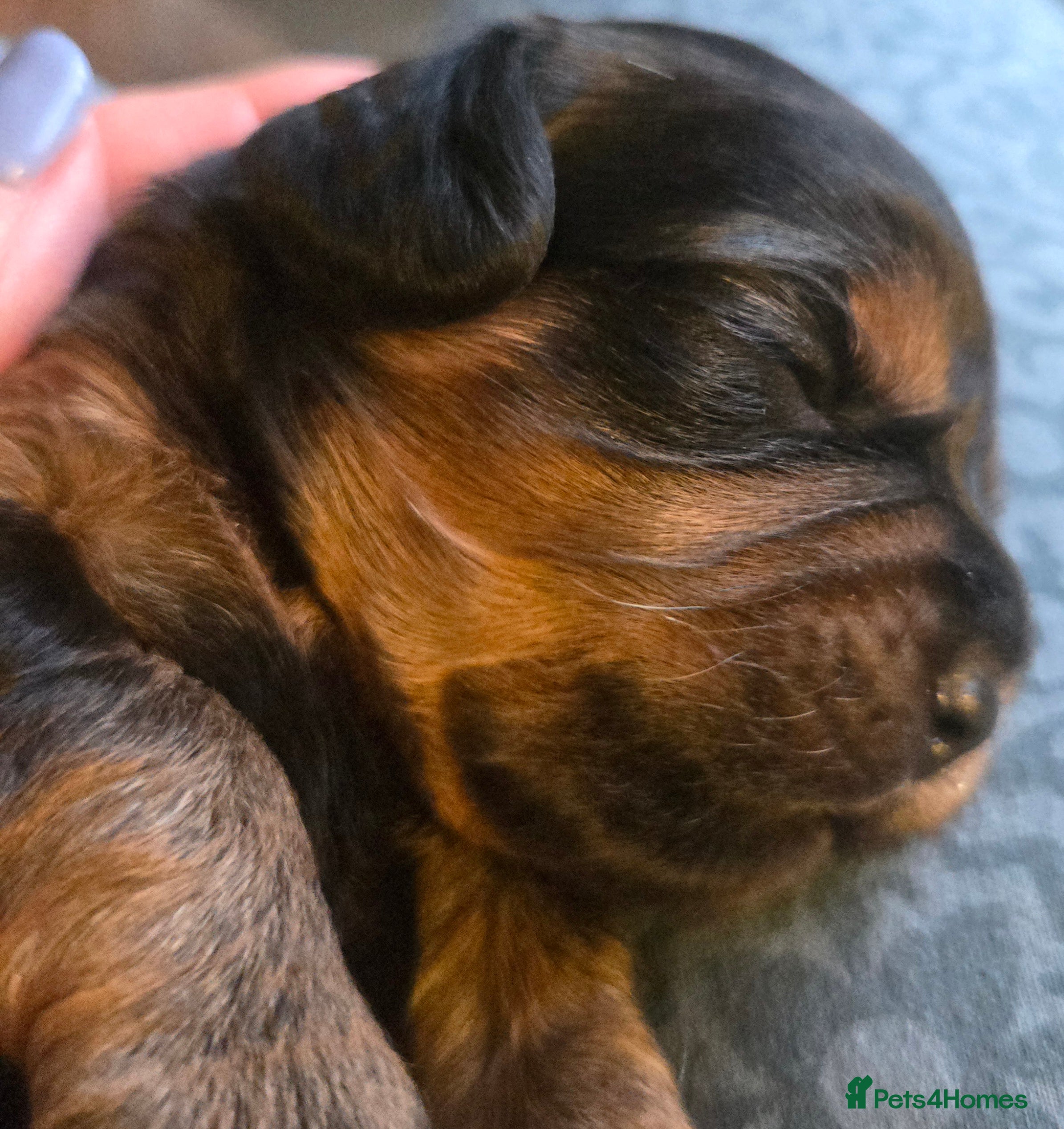 Cavapoo dogs F1 Cavapoo puppies **health tested parents** - Advert 14
