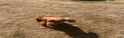 Cocker Spaniel dogs for stud: KC Registered Working Cocker Spaniel Stud Dog DN9 in Doncaster - Advert 3