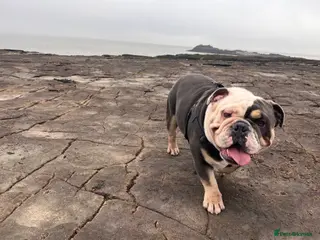 English Bulldog dogs English Bulldog looking for a loving forever home - Advert 1