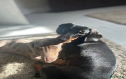 Dachshund dogs for sale: Dachshunds for sale - Image 8