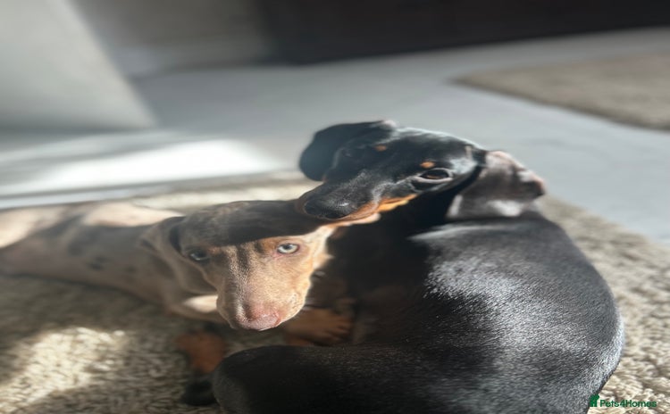 Dachshund dogs - Advert 1