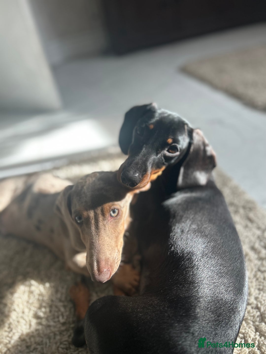 Dachshund dogs for sale: Dachshunds for sale - Image 8
