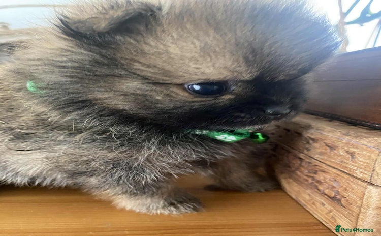 Pomeranian dogs - Advert 1