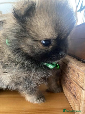 Pomeranian dogs - Advert 1