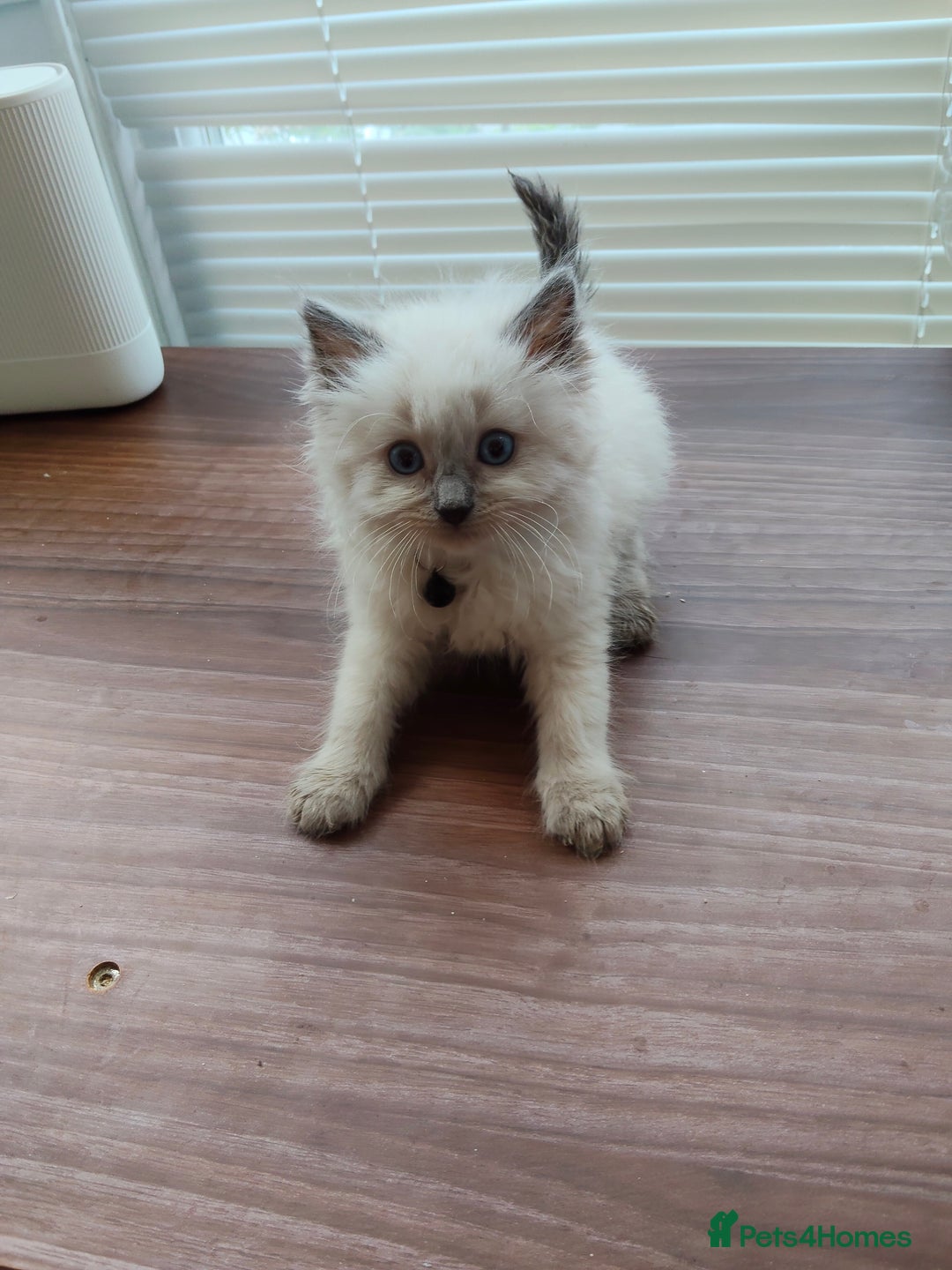 Ragdoll cats for sale: ragdoll kittens - Image 8