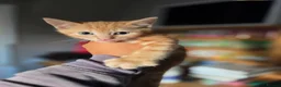 Mixed Breed cats for sale: Ginger Tabby Kittens - Advert 10