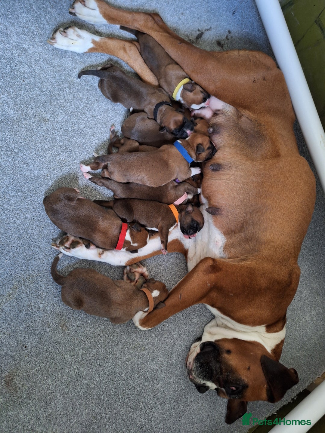 Boxer dogs for sale: boxer puppies kennel club reg 5 star licence  in Tonbridge - Image 4