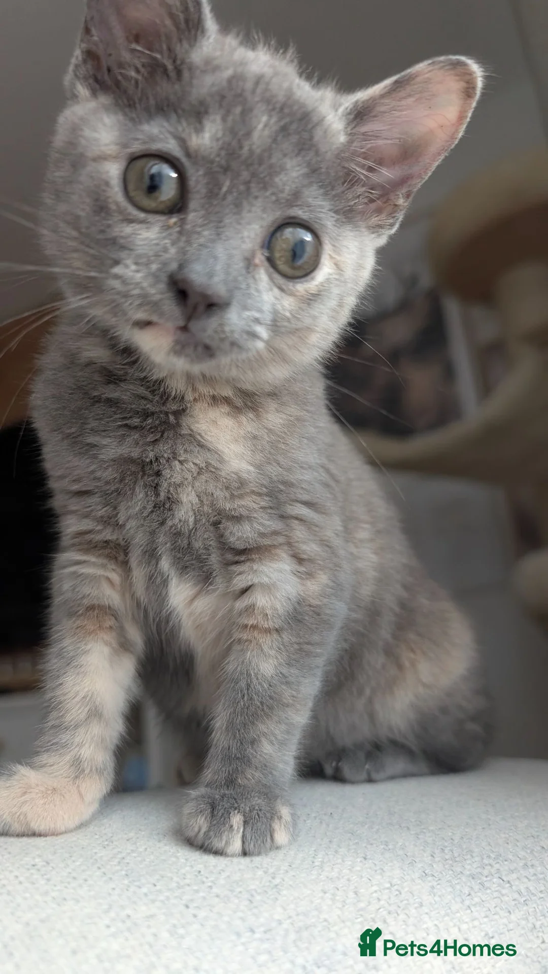 Ragdoll cats for sale: Beautiful half/ragdoll kitten  - Advert 9