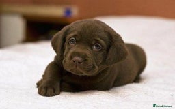 Labrador Retriever dogs for sale: Chocolate Labrador Retriever Puppies for Sale! - Image 1
