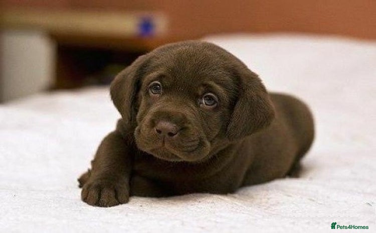 Labrador Retriever dogs - Advert 10