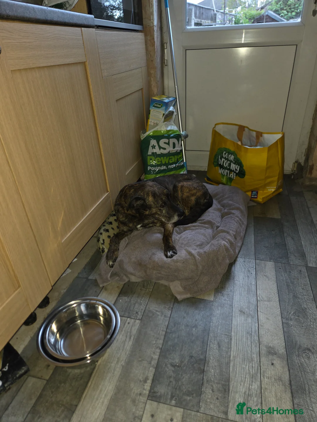 Mixed Breed dogs for sale: Brindle mixed dog - Advert 2