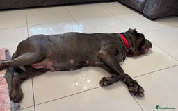 Neapolitan Mastiff dogs for sale: Neapolitan mastiff puppies due 27th September - Image 13