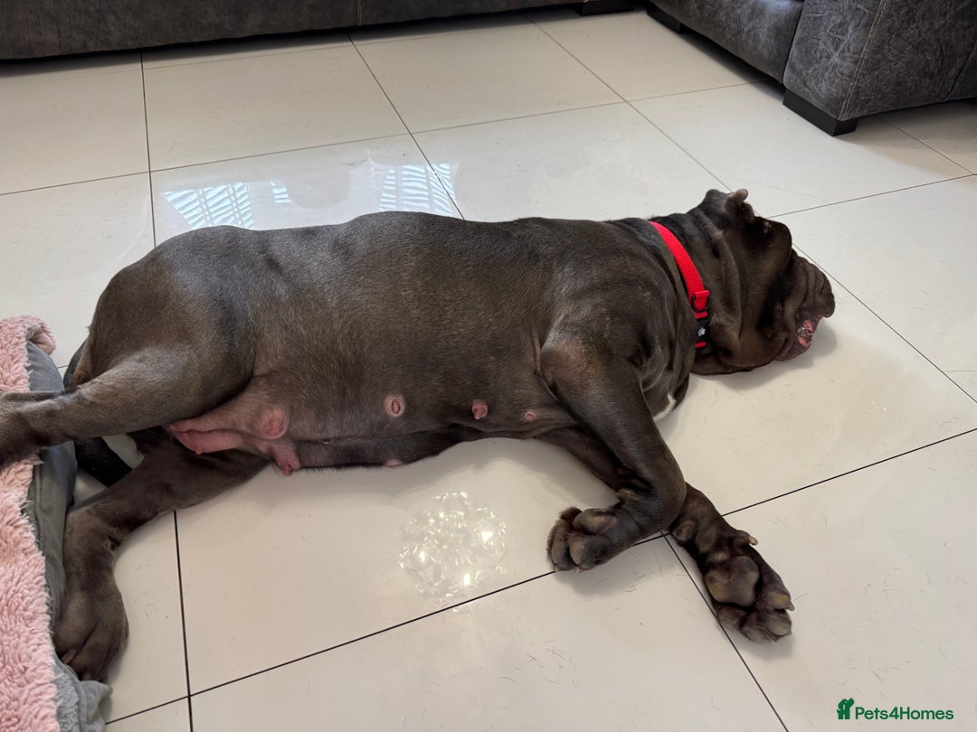Neapolitan Mastiff dogs for sale: Neapolitan mastiff puppies due 27th September - Image 13