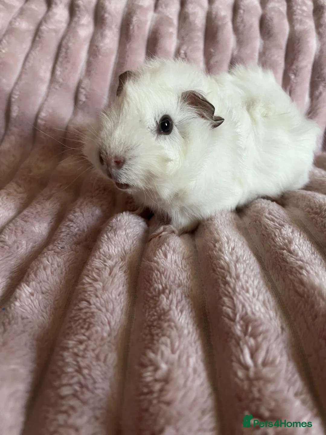 Guinea Pig rodents for sale: Guinea Pig - Advert 1