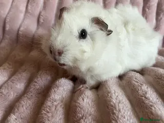 Guinea Pig rodents Guinea Pig - Advert 9