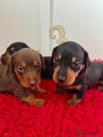 Miniature Dachshund dogs - Advert 1