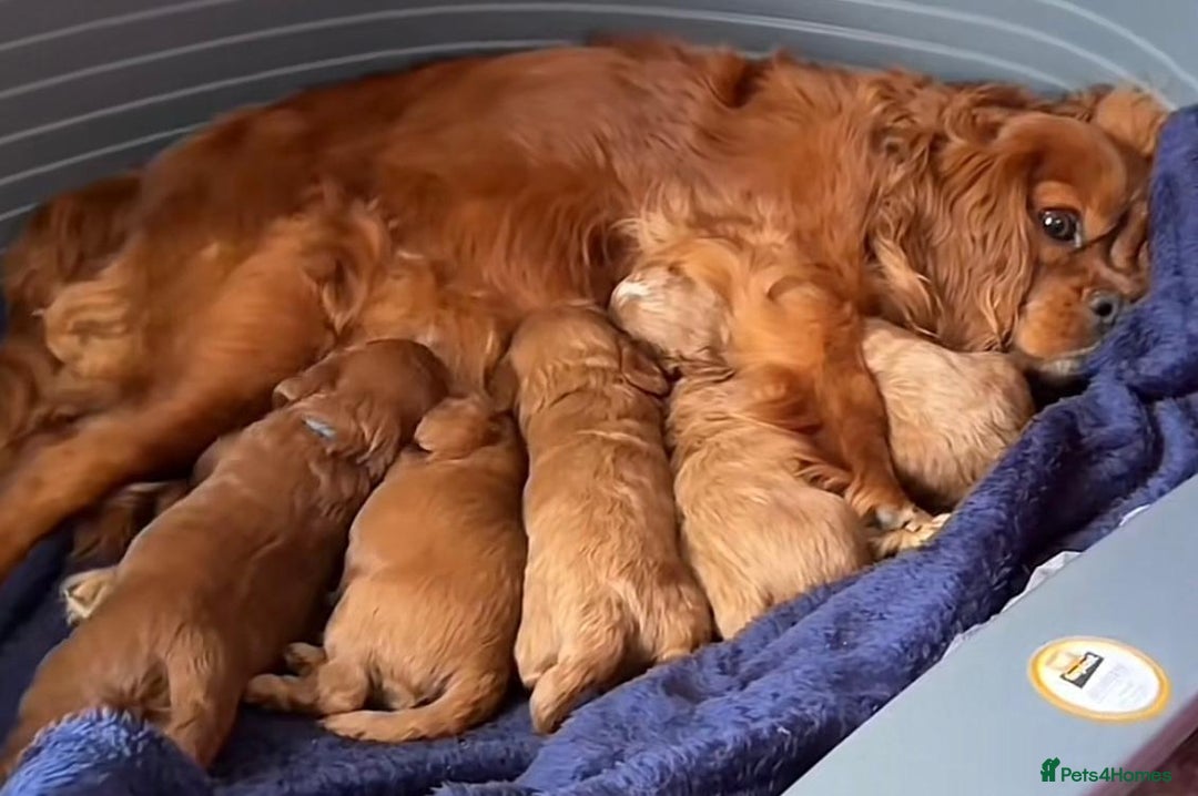 Cavapoo dogs for sale: Cavapoo puppies  - Advert 5