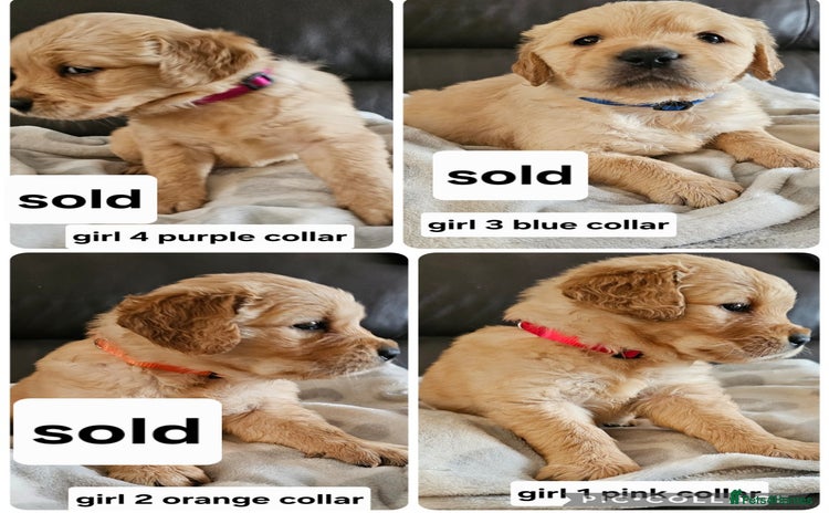 Golden Retriever dogs  golden retriever pups - Advert 2