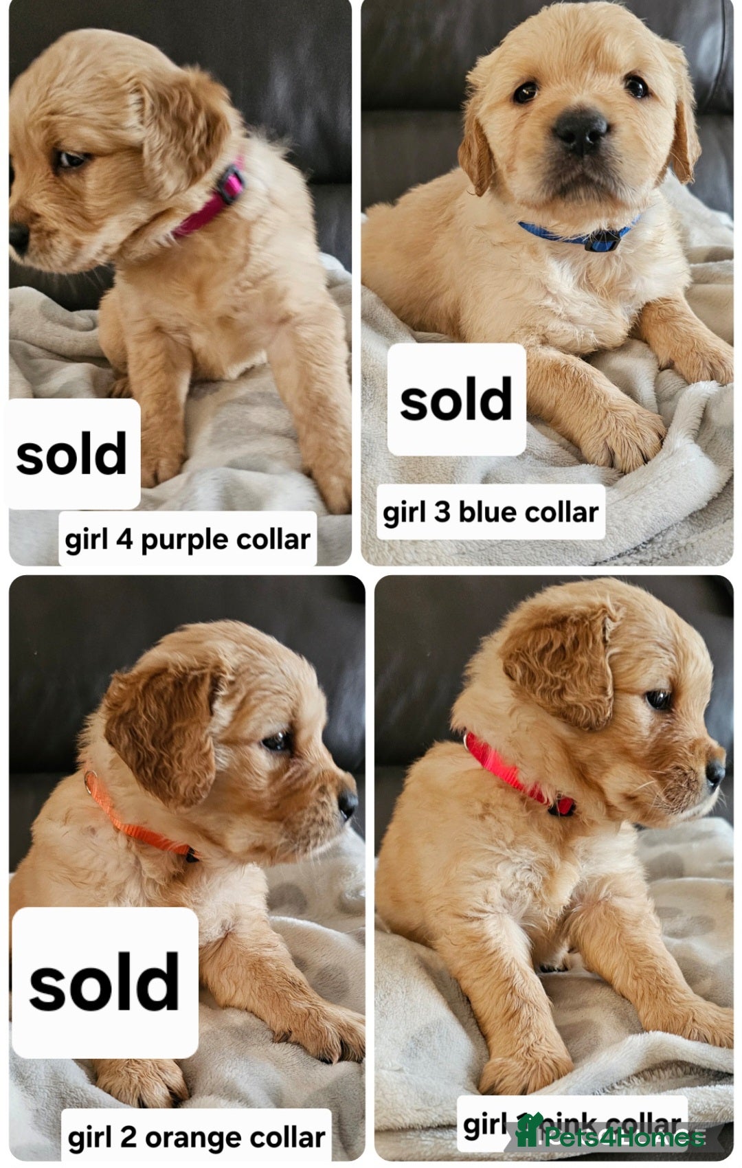 Golden Retriever dogs for sale:  golden retriever pups - Advert 2