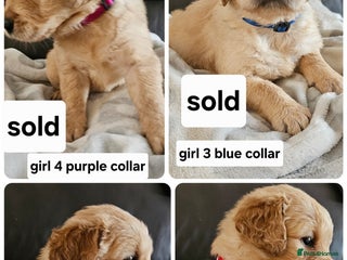 Golden Retriever dogs golden retriever pups - Advert 1