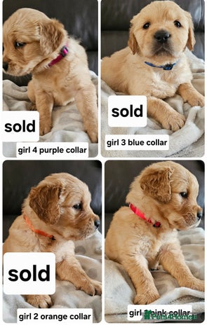 Golden Retriever dogs golden retriever pups - Advert 2